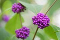 Bodinierâs beautyberry Callicarpa bodinieri, clusters of purple berries